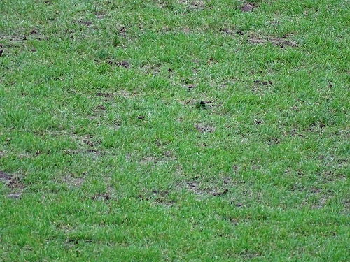 This isn't  a photo of the worst part of the Cardiff City Stadium pitch, it's just typical of what you'll find all over it. For the first time since the stadium opened, the pitch is a factor in deciding the outcome of games - paradoxically, it may have been a factor in our winning yesterday's game as it probably added to the difficulties Blackburn got into as they tried to play out from the back before we scored.*
